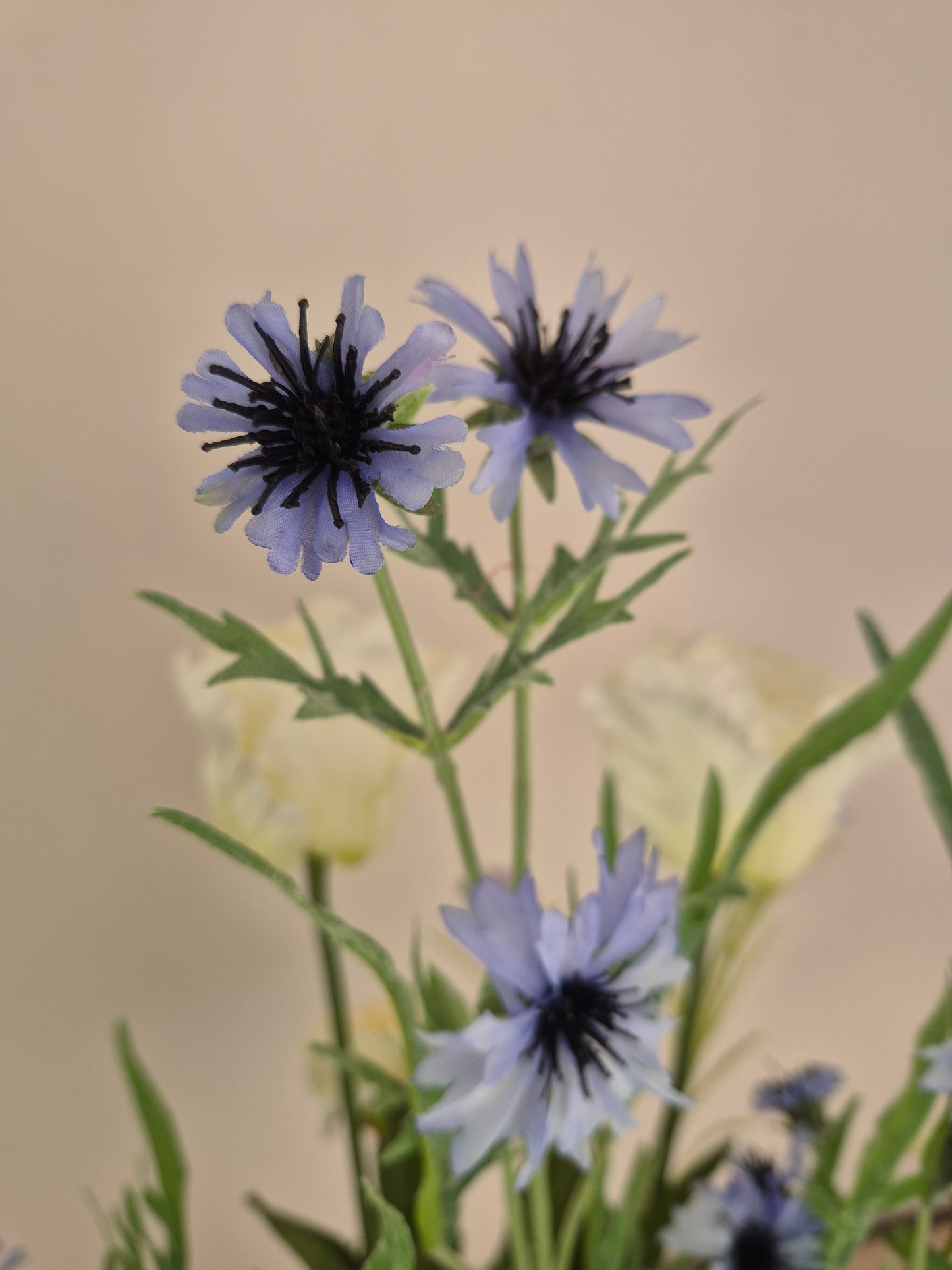 Costa Calm, inclusief vaas